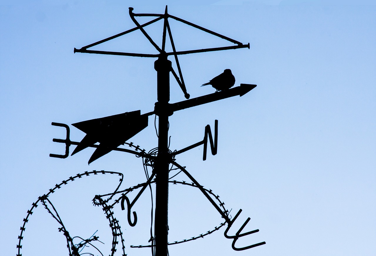 wind  bird  sky free photo