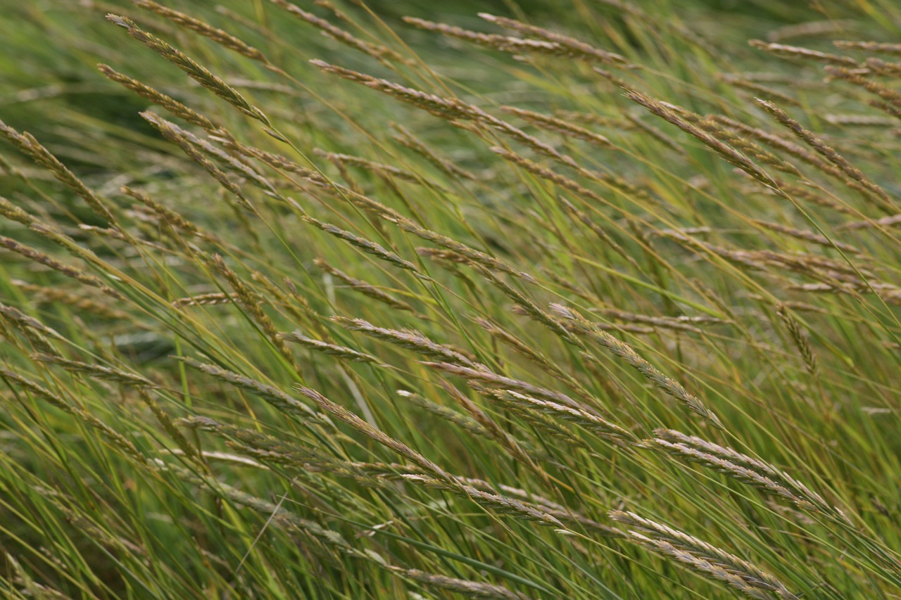 wind  grass  meadow free photo