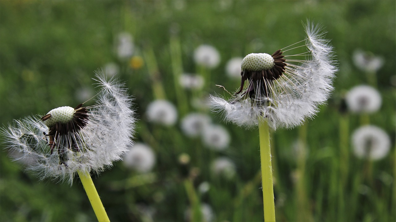 wind  two  the silence free photo