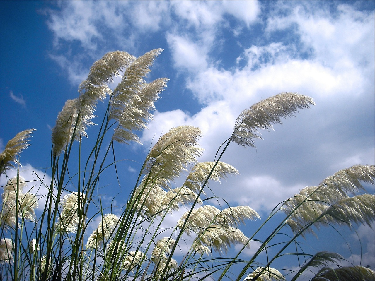 wind grass plant free photo