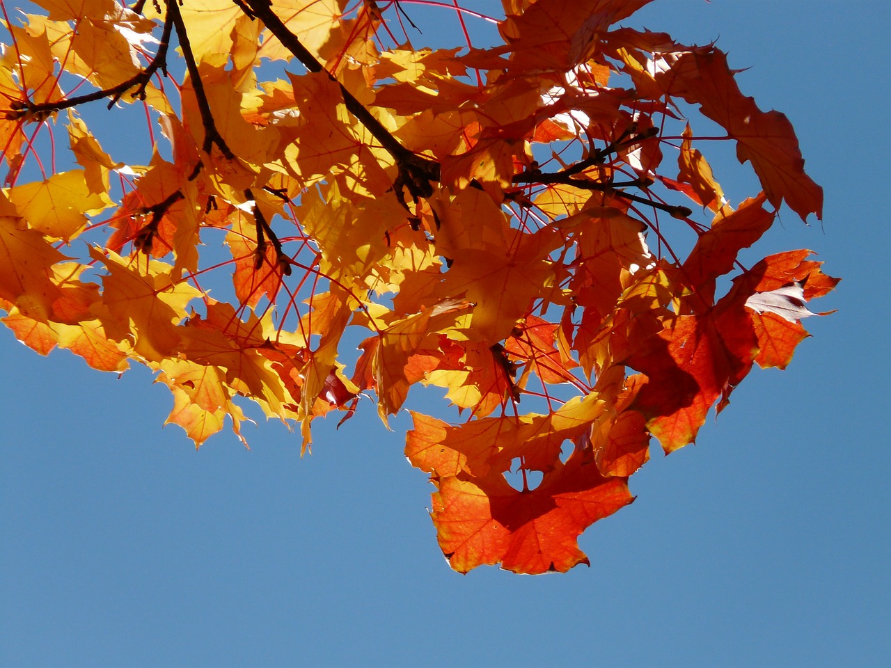 wind autumn maple leaves free photo