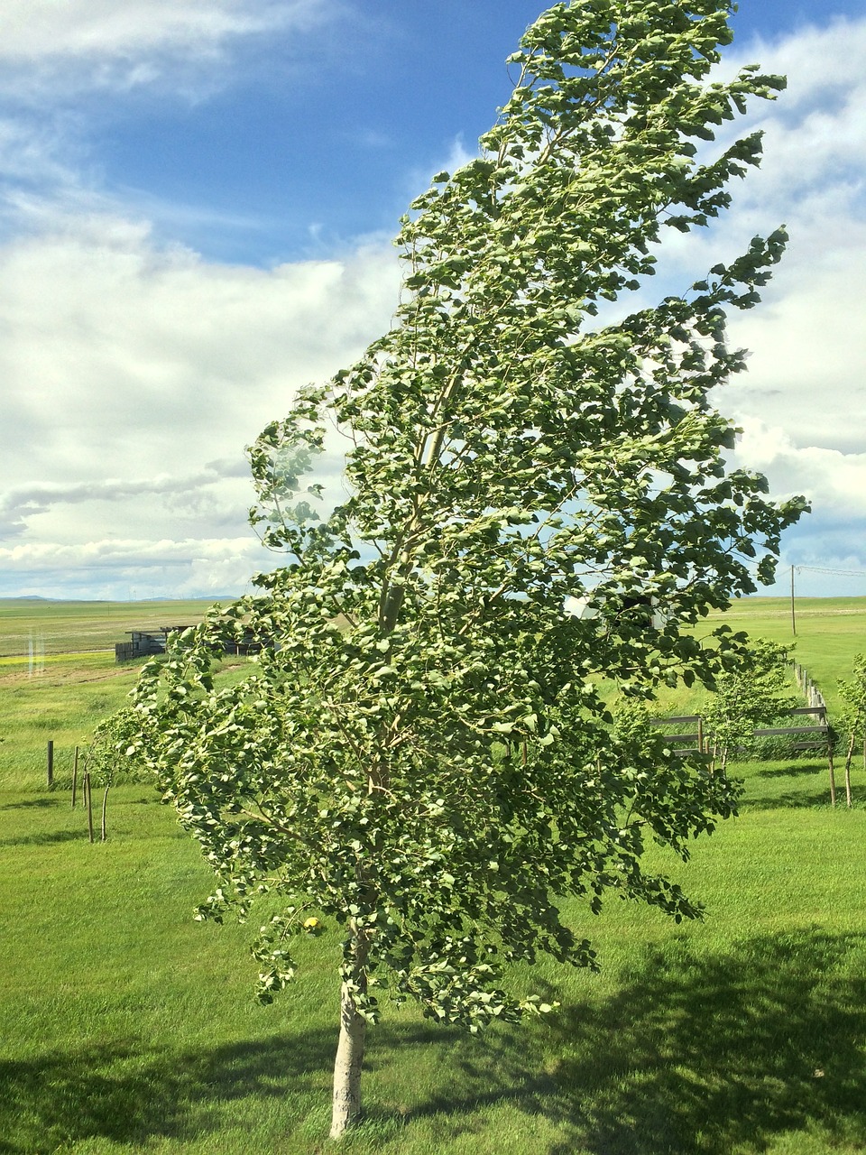 wind tree nature free photo