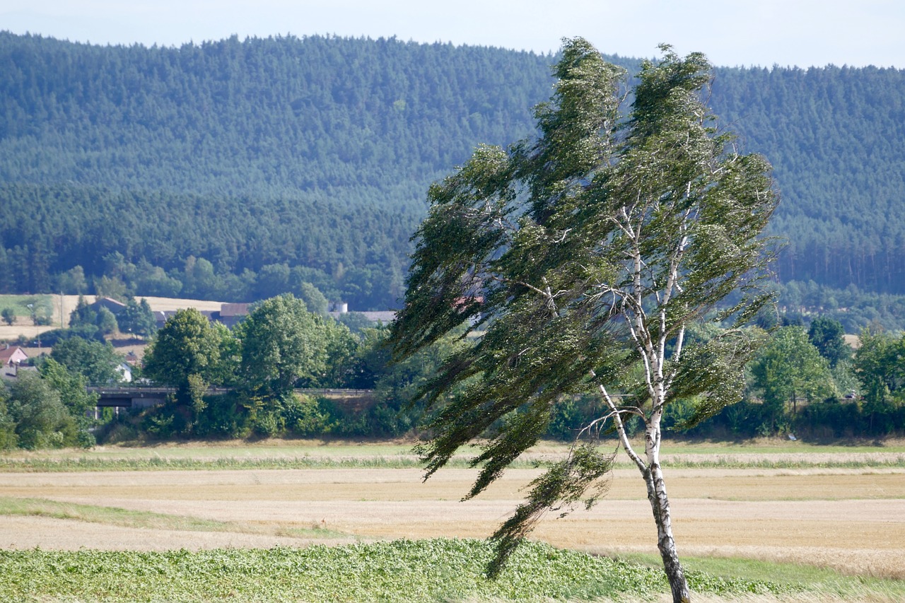 wind tree landscape free photo