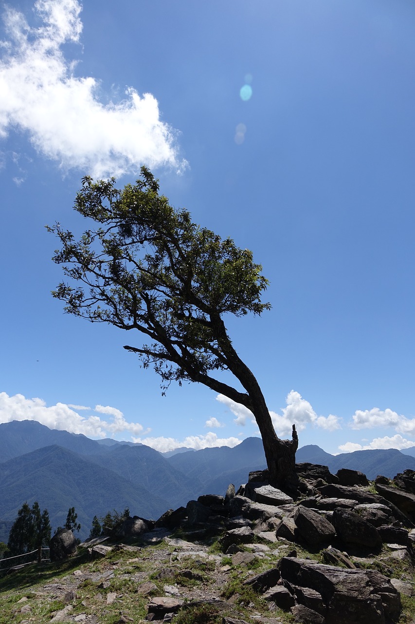 wind blown crooked tree the hot sun free photo