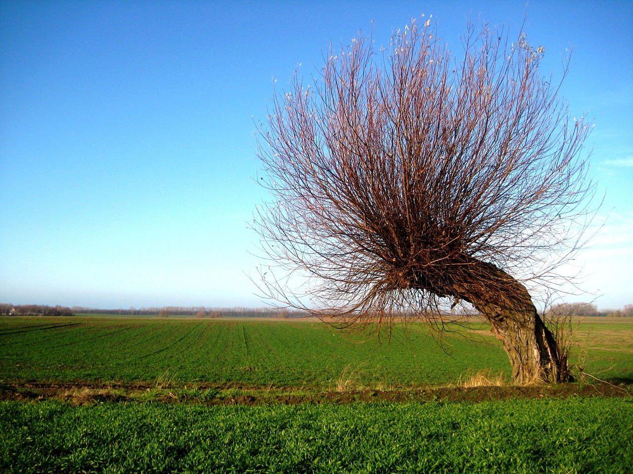 wind chur tree windschief free photo