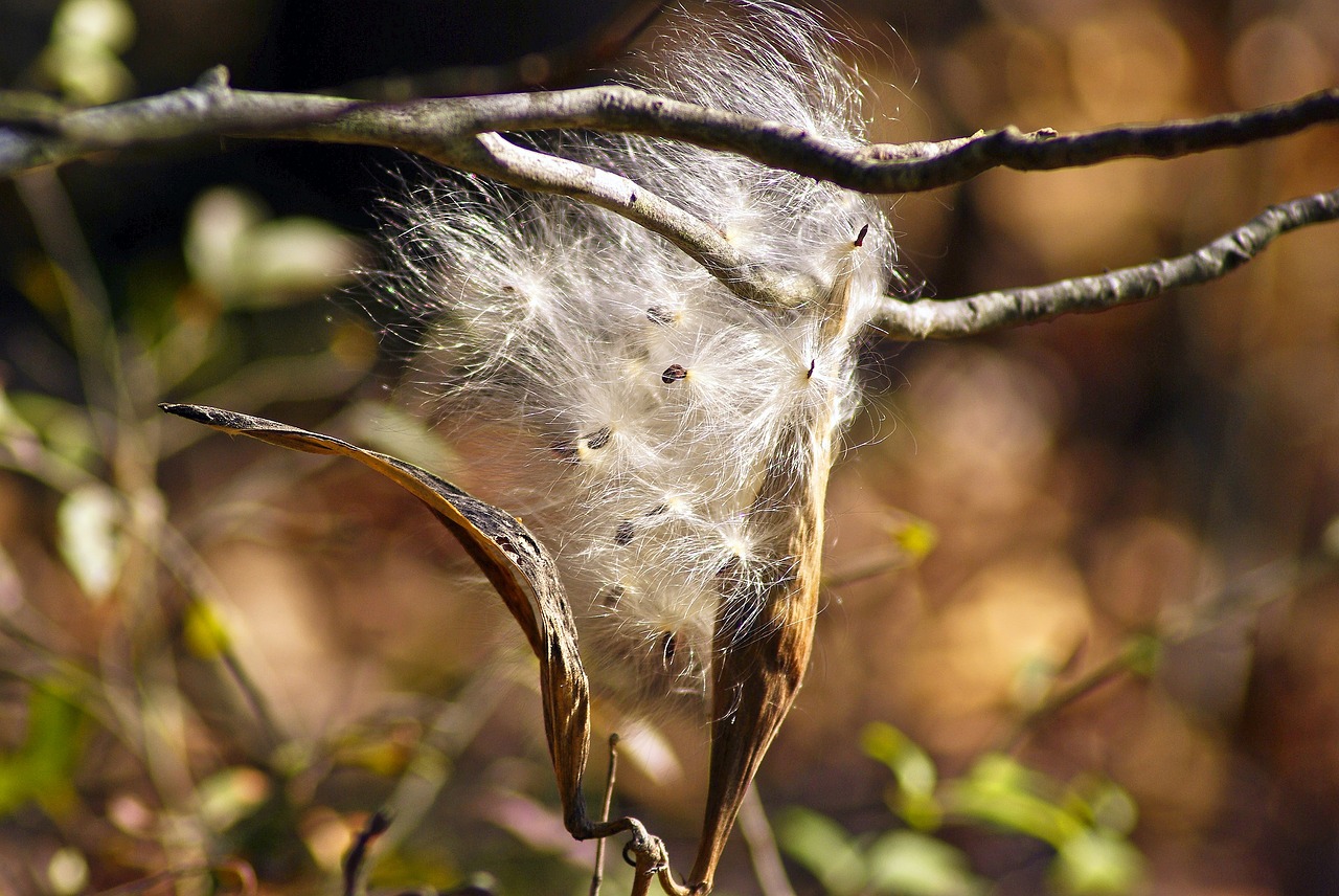 wind dispersed seeds  anemochory  seeds free photo