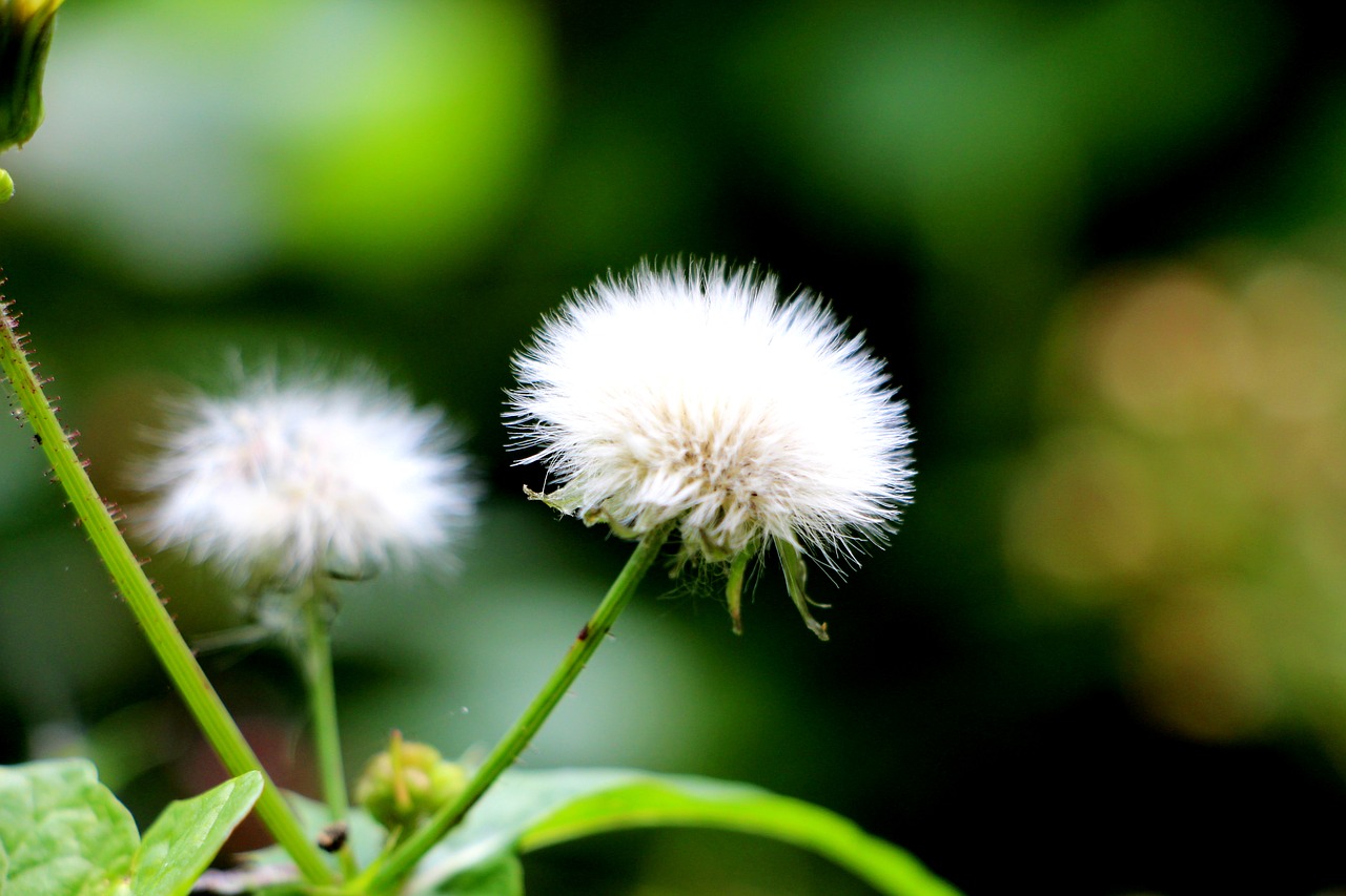 wind flower green flowers free photo