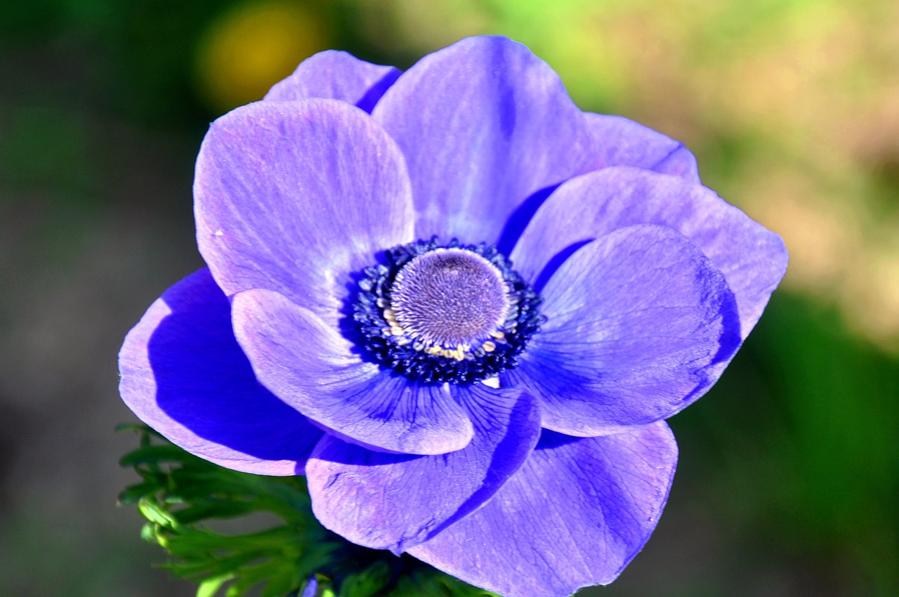 wind flower blue spring flower free photo