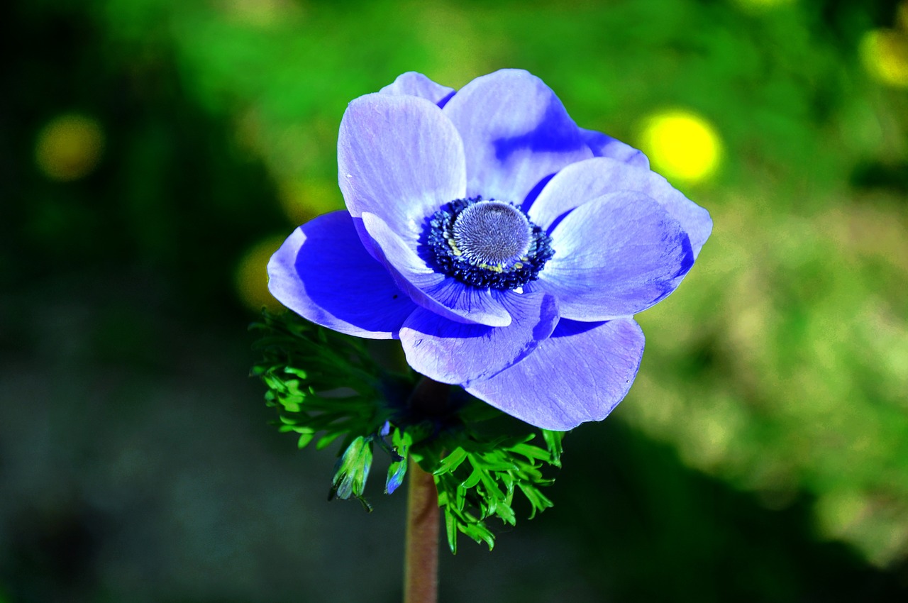 wind flower blue spring flower free photo