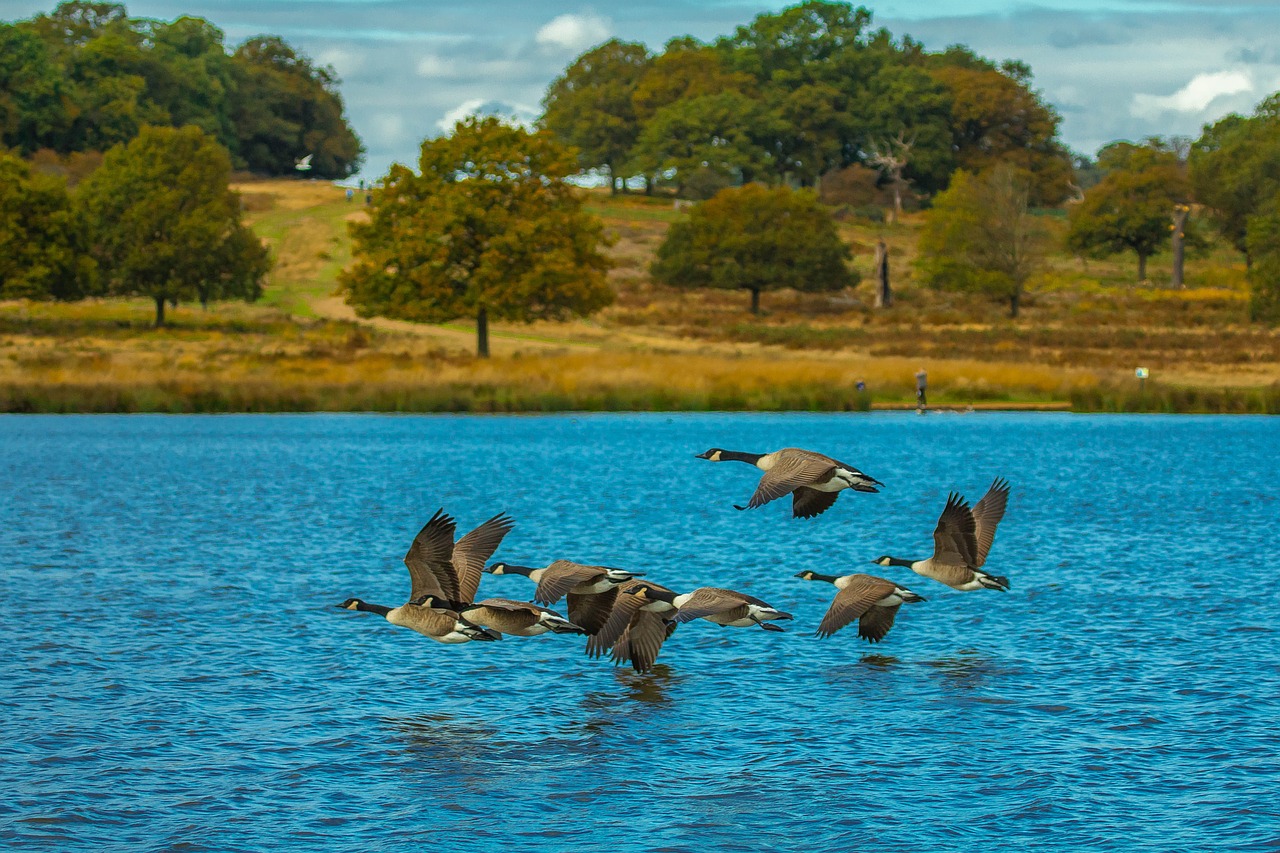 wind geese lake migratory free photo