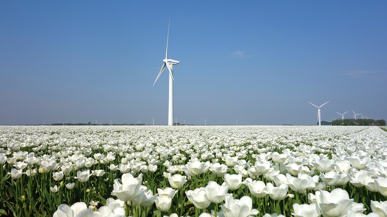 wind mill  tulips  bulbs free photo