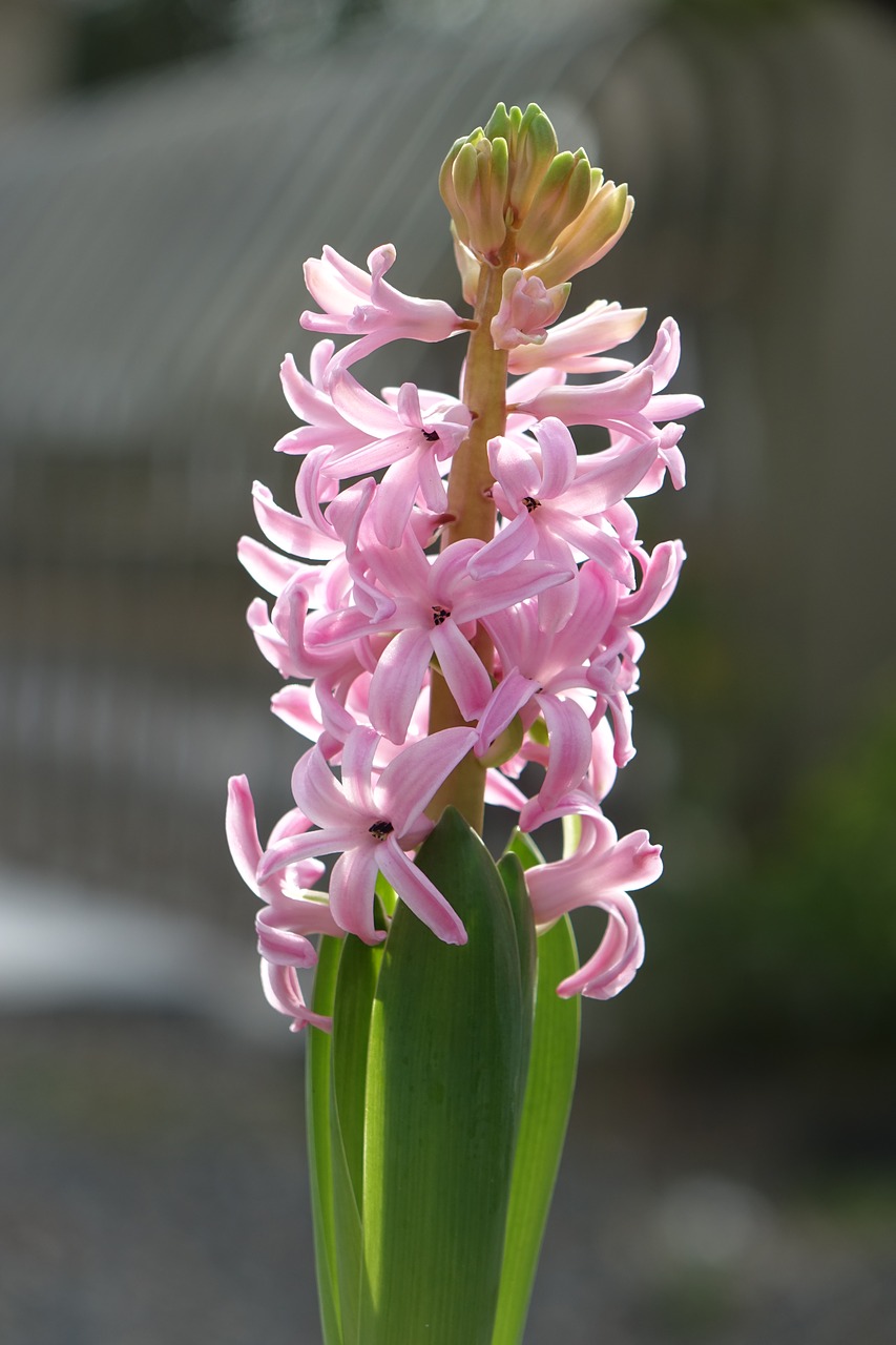 wind nobuko flower bulbs pink free photo