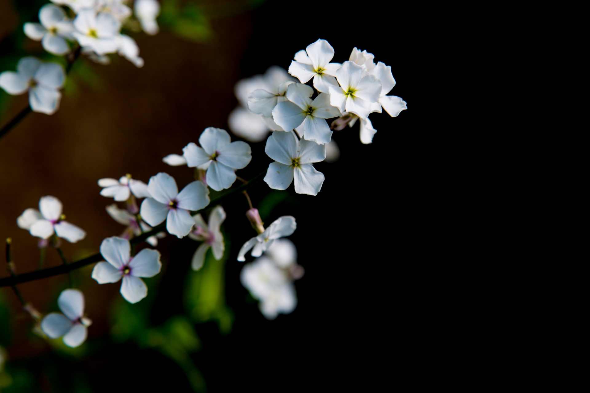 flower flowers love free photo