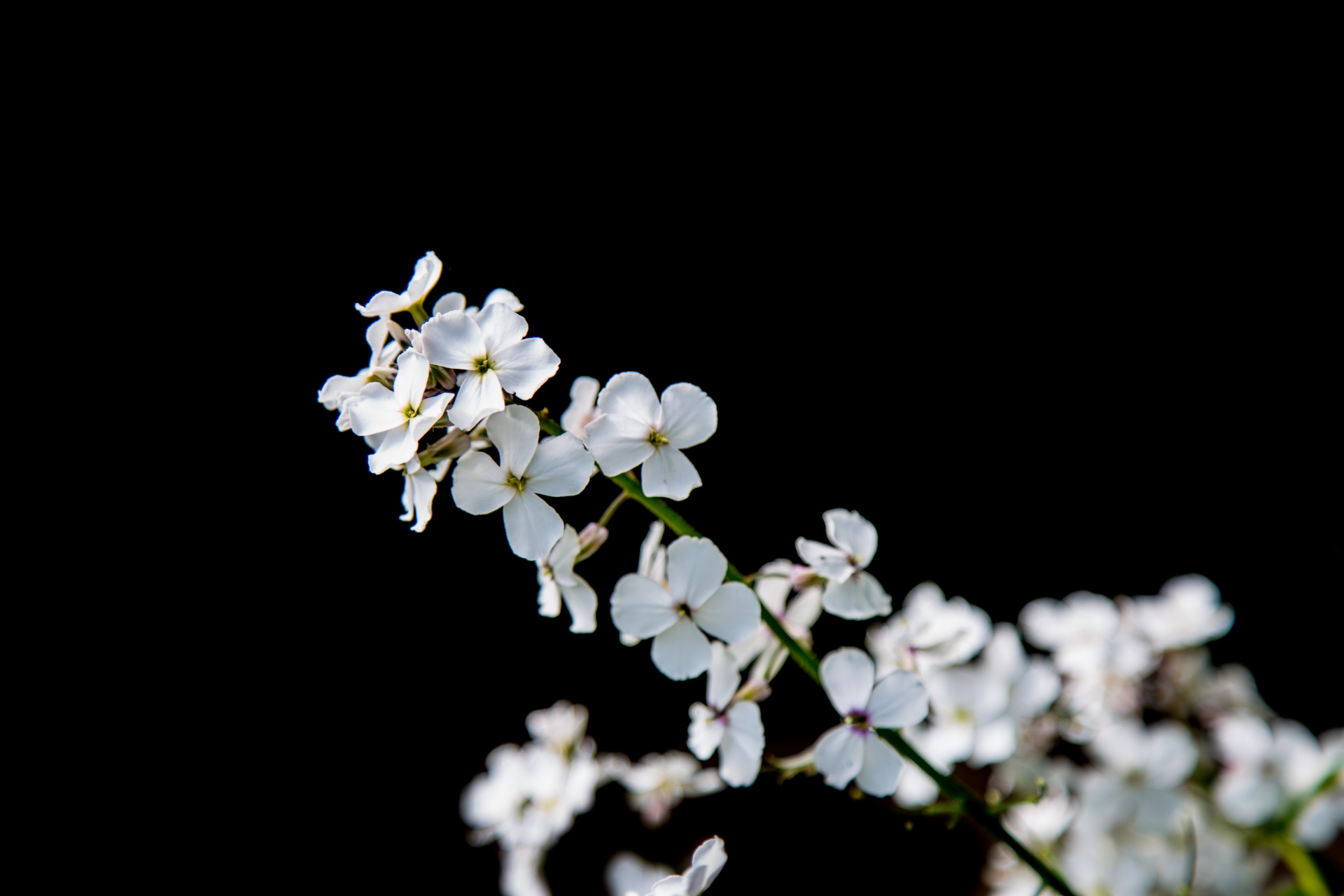 flower flowers love free photo