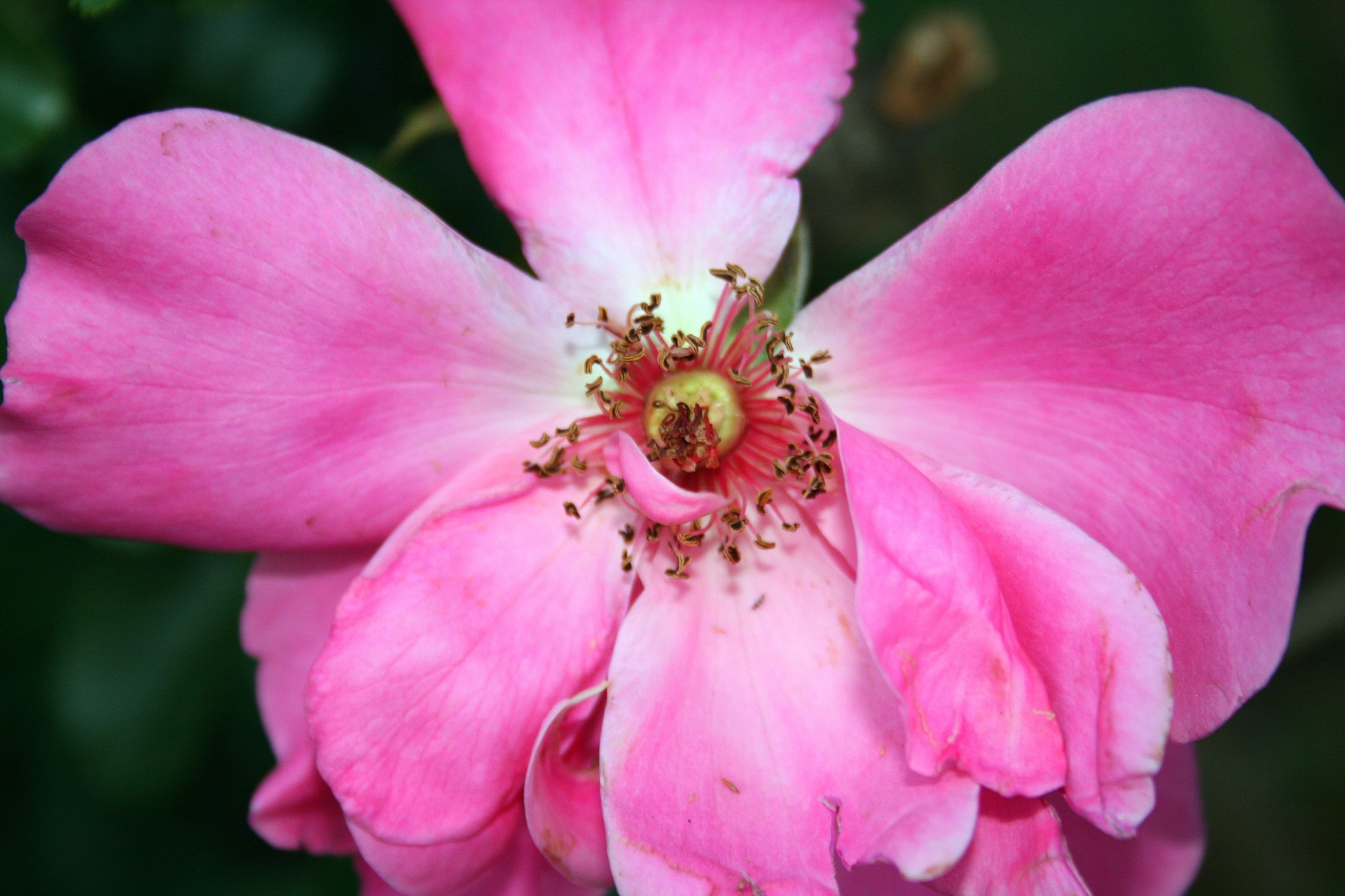 rose pink petals free photo