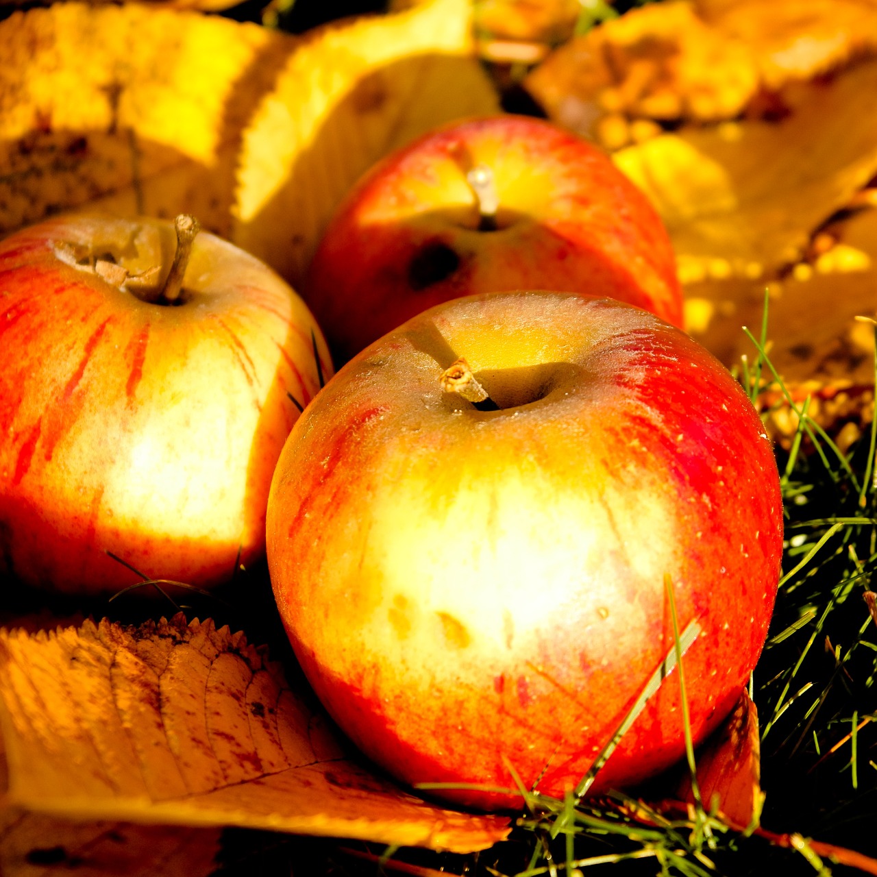 windfall autumn apple free photo