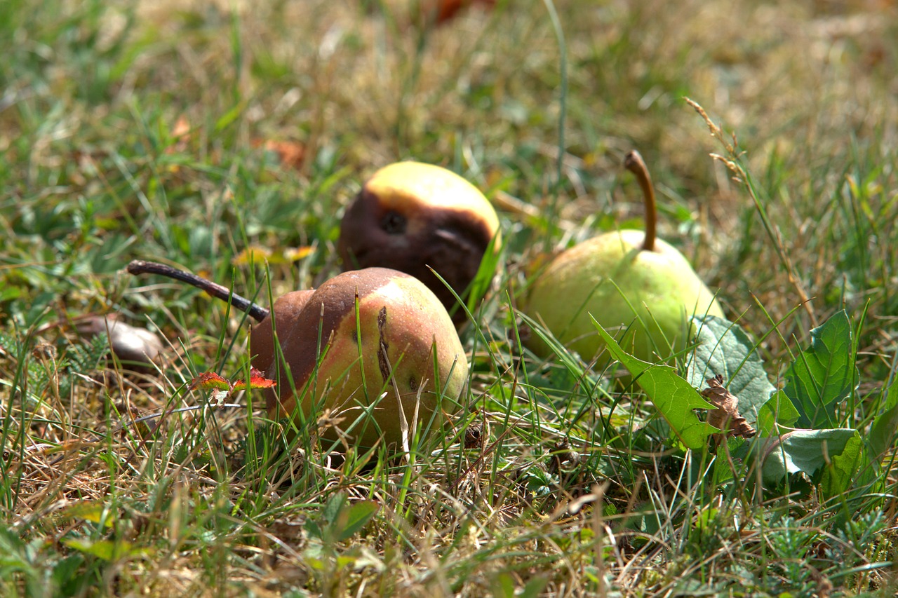 windfall  lazy  fruit free photo