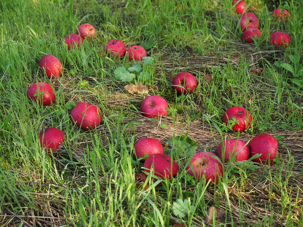 windfall apple red free photo