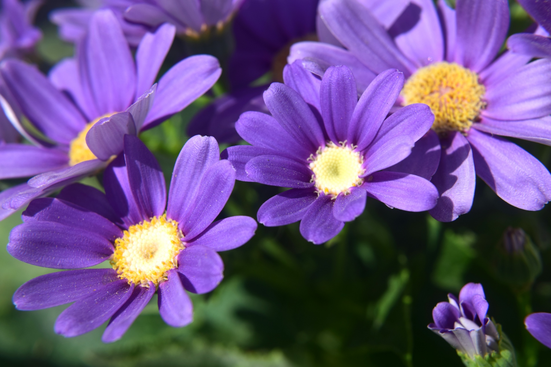 flower violet soft free photo