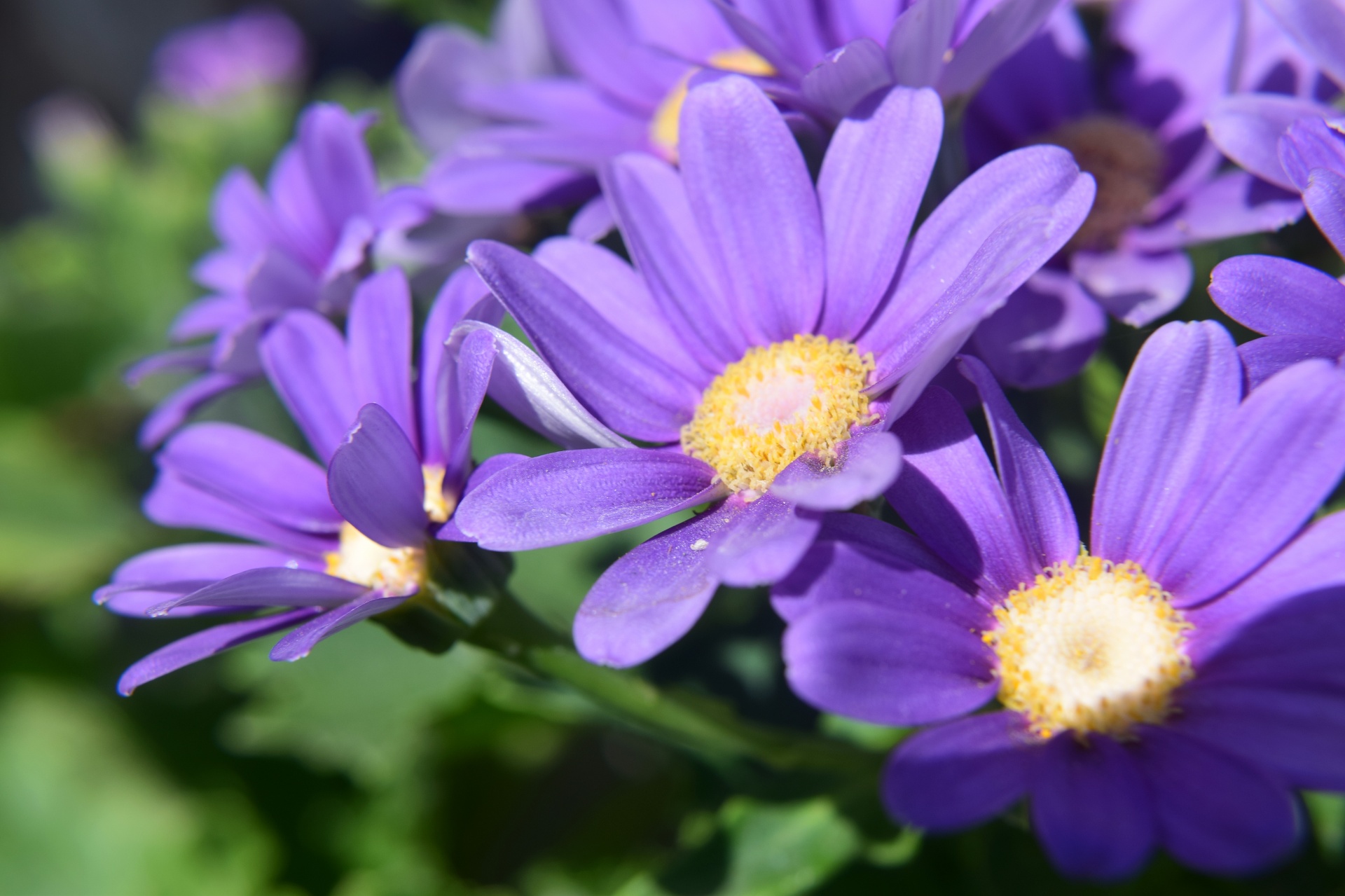 flower violet soft free photo