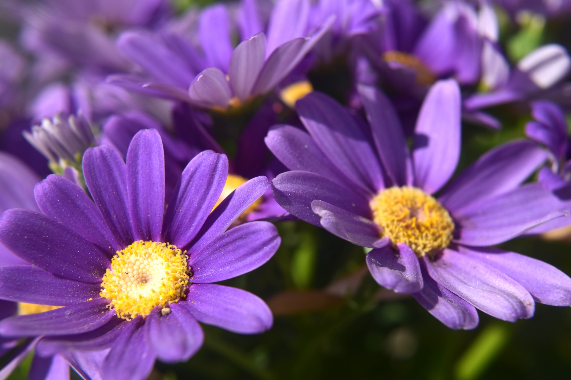 flower violet soft free photo