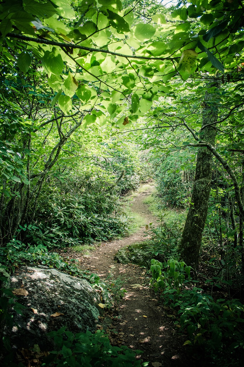 winding forest path free photo