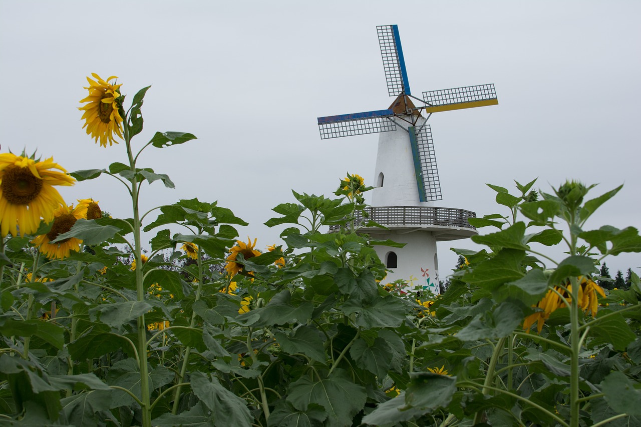 windmill sunflower cloudy day free photo