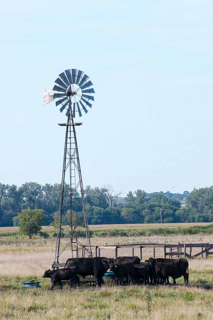 windmill cows prairie free photo