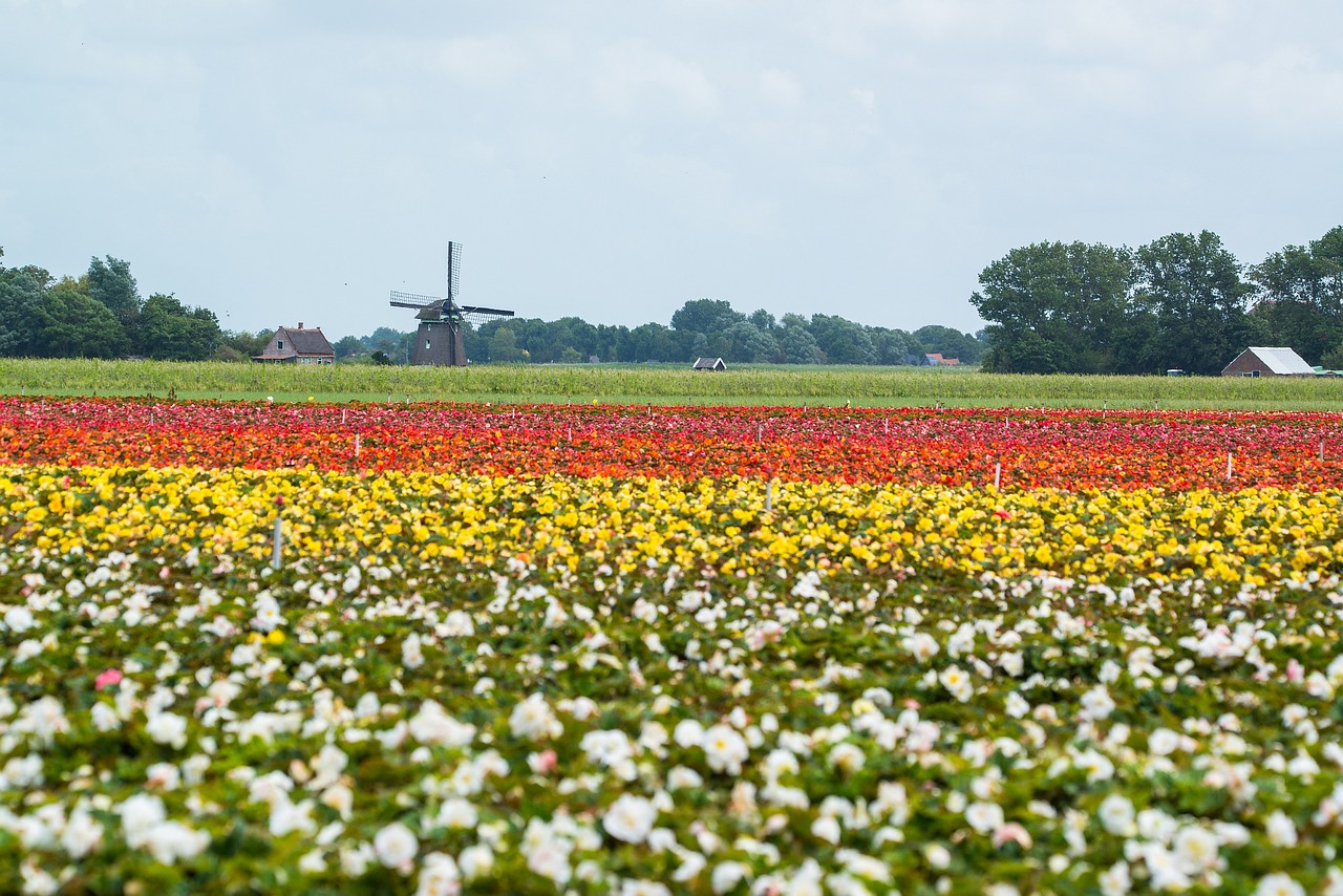 windmill flower fields holland free photo