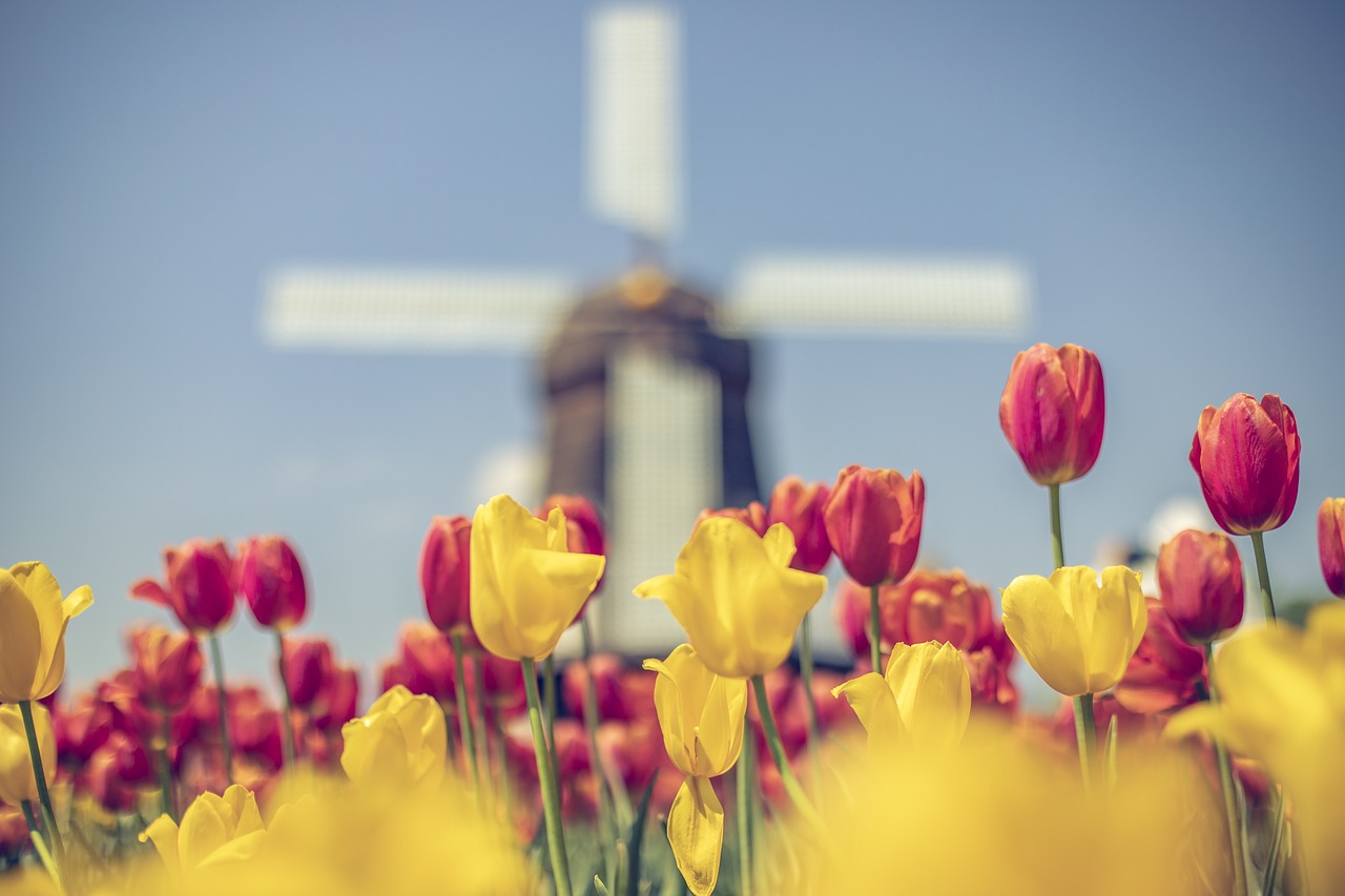 windmill  tulip  tulips free photo