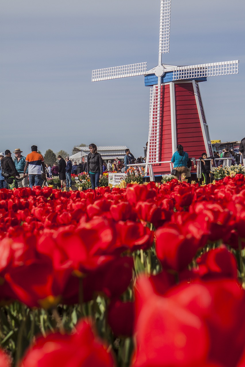 windmill  tulips  red free photo