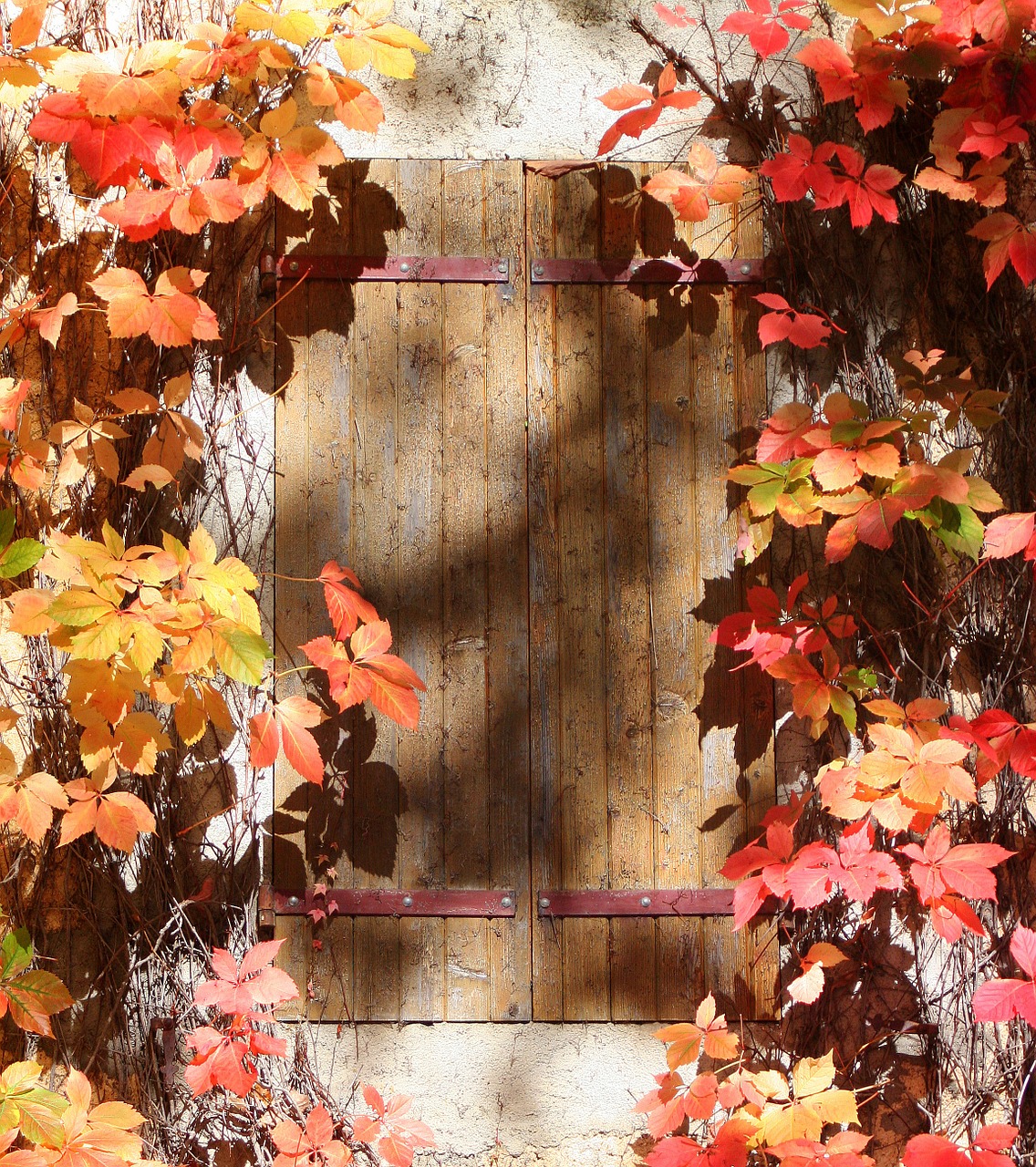 window shutter autumn leaves free photo