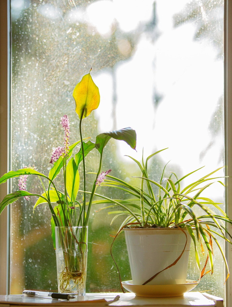 window flower orchid free photo