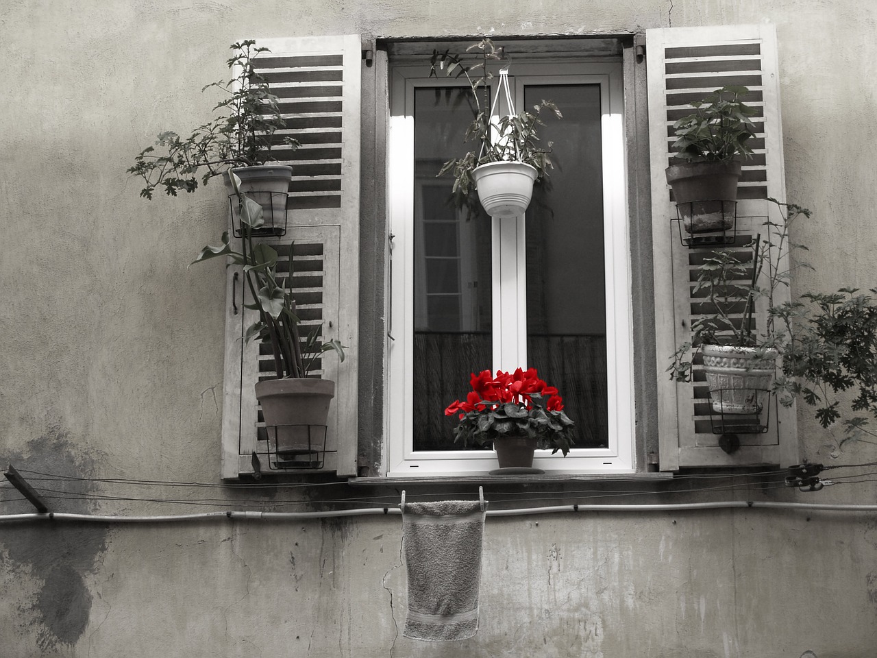 window france flower free photo