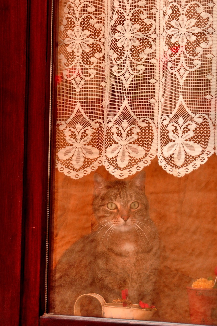 window cat feline free photo