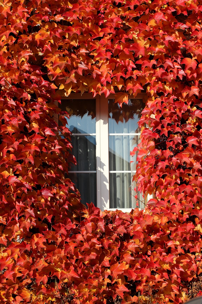 window vine autumn free photo