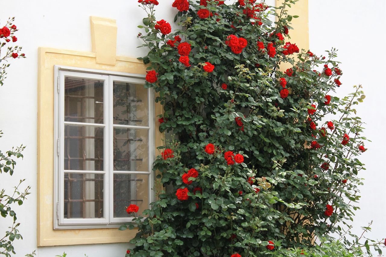 window view climbing roses free photo