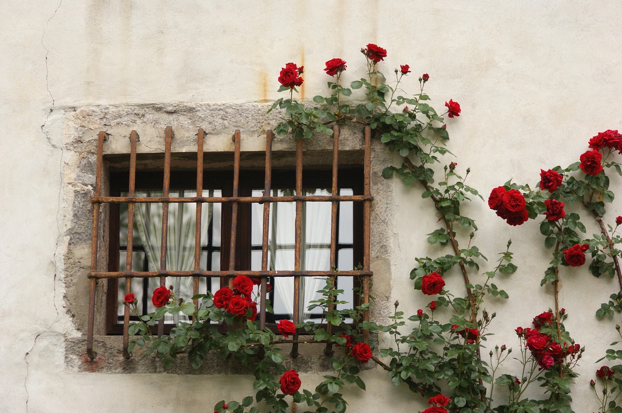 window roses historically free photo