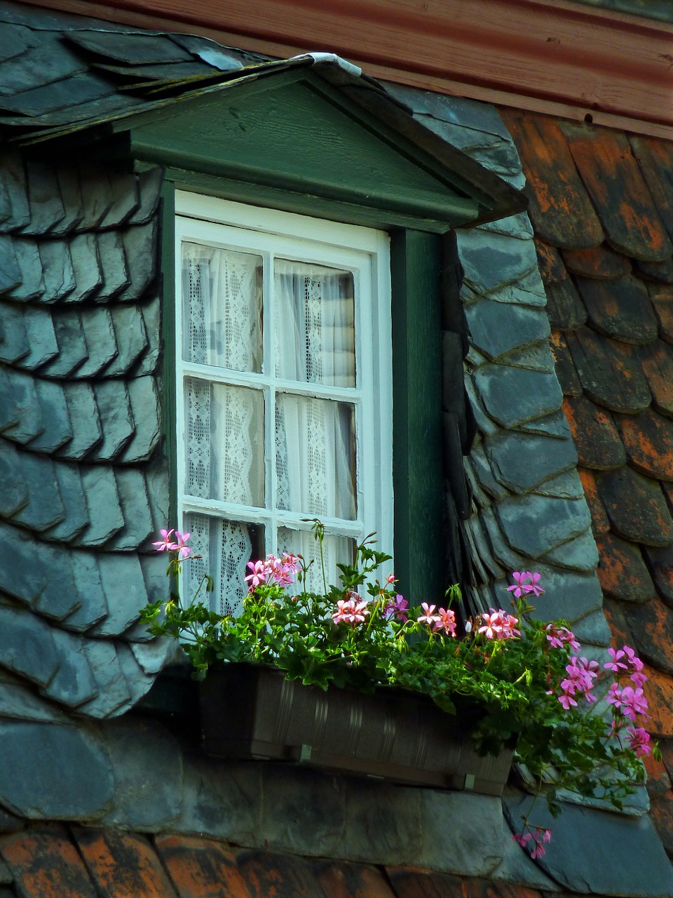 window geranium flower box free photo