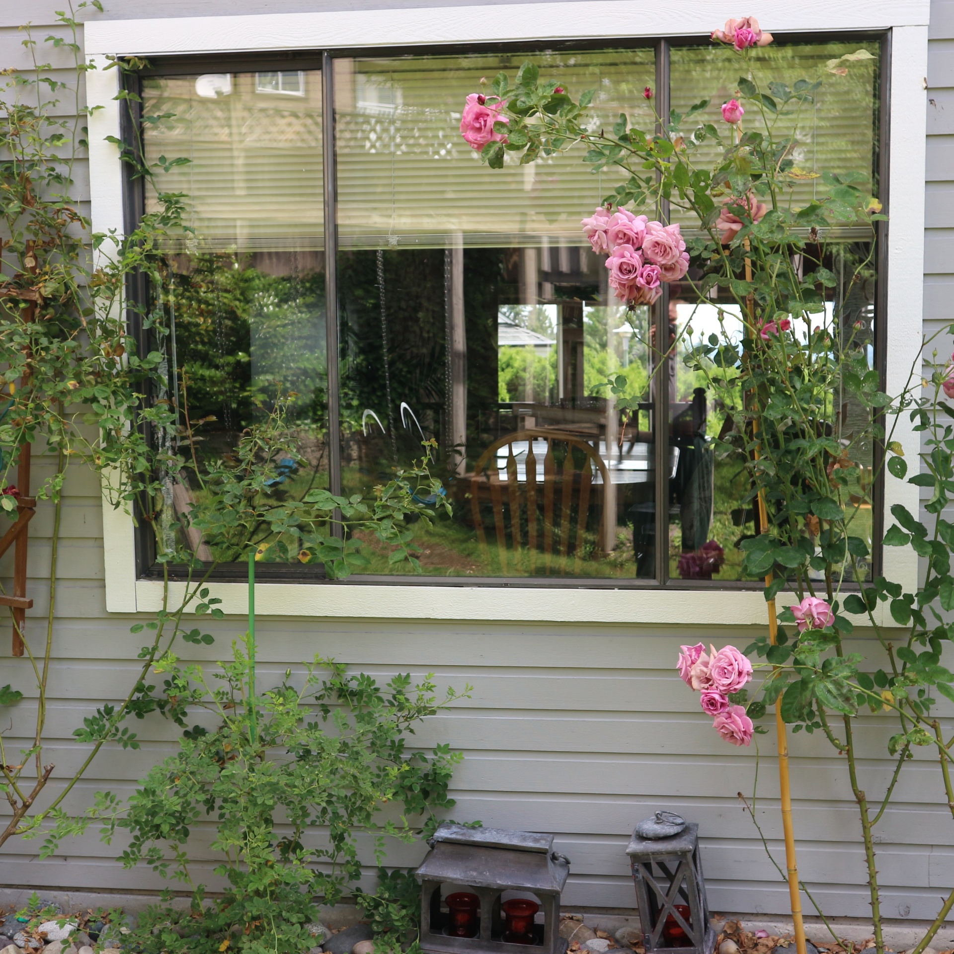 window backyard plants free photo