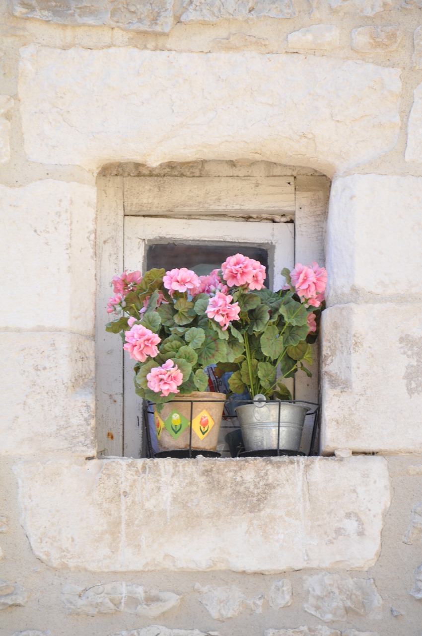 window hauswand flowers free photo