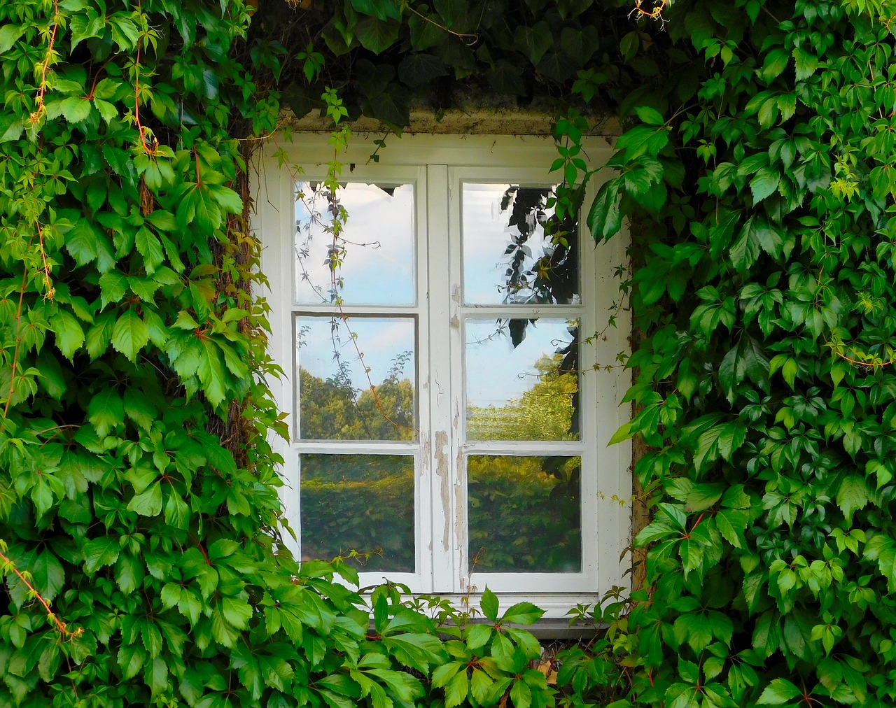 window ivy climber free photo