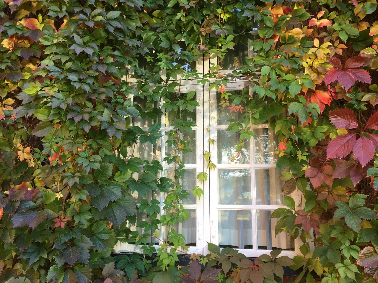 window climbing plant virginia creeper free photo