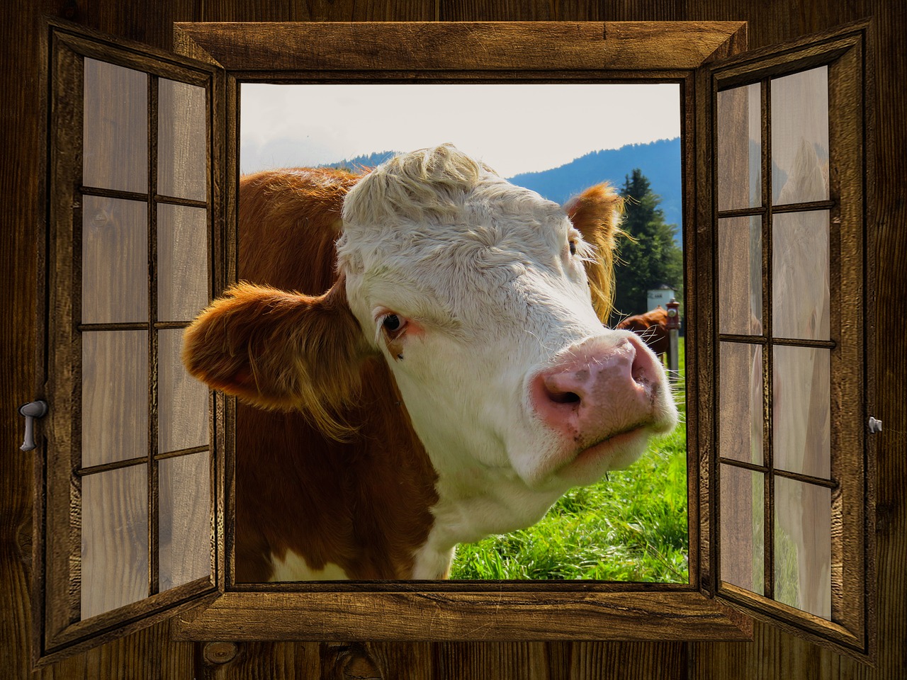 window cow alm free photo