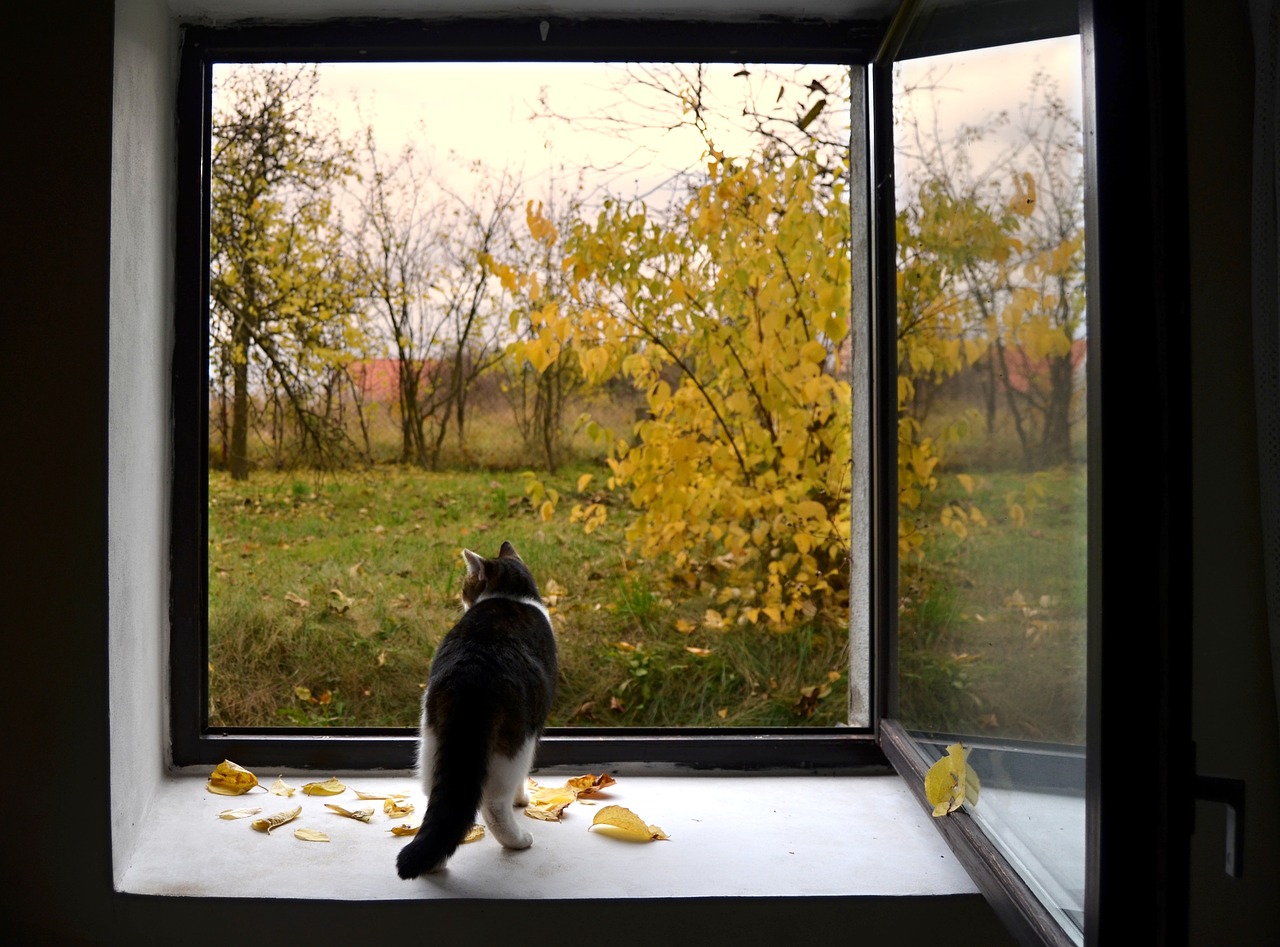 window cat autumn free photo
