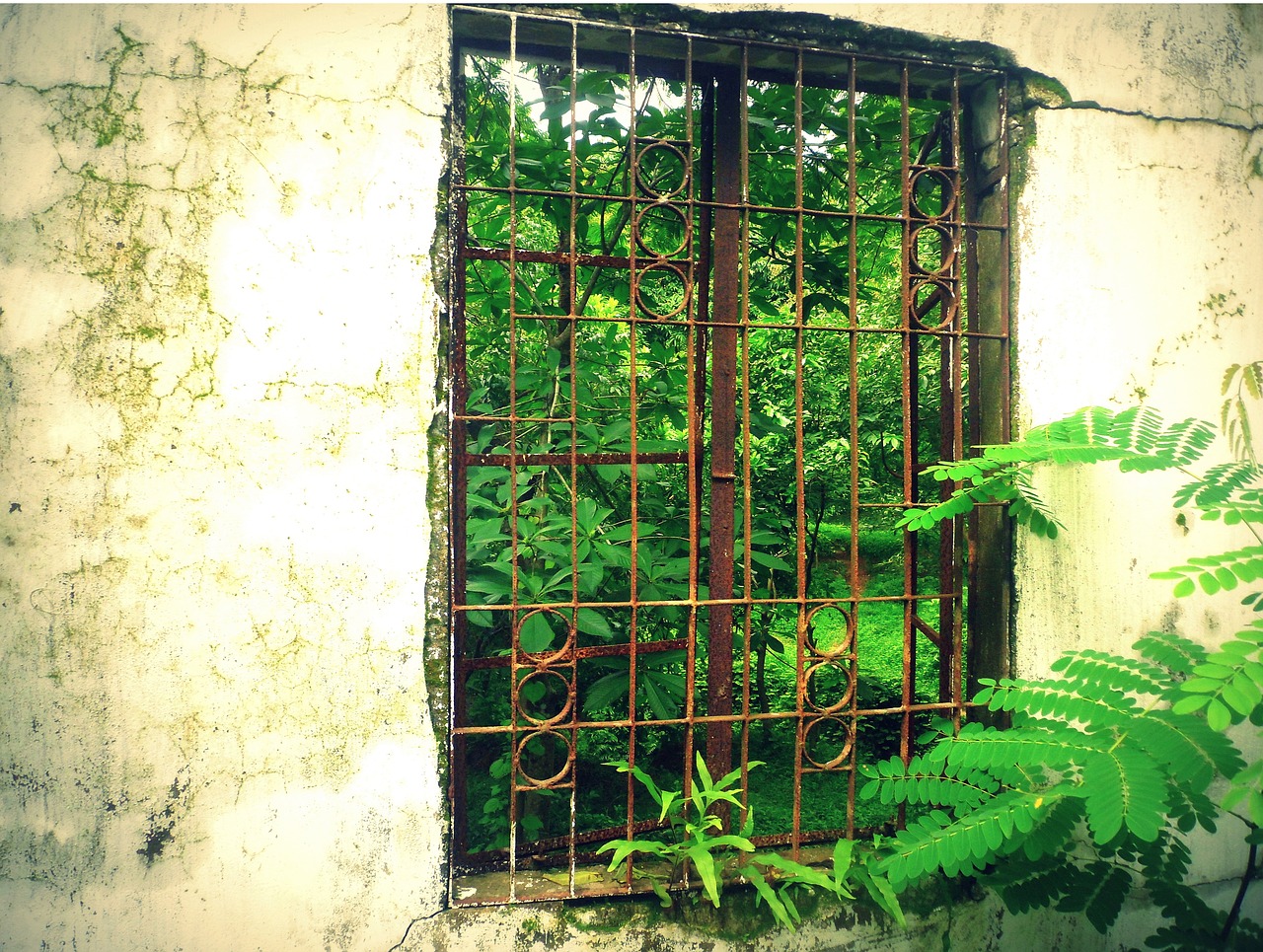 window green behind free photo