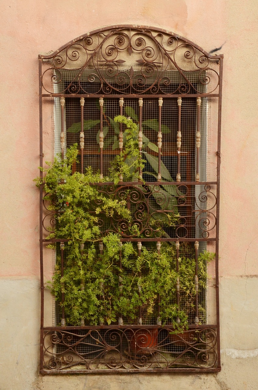 window plant window sill free photo