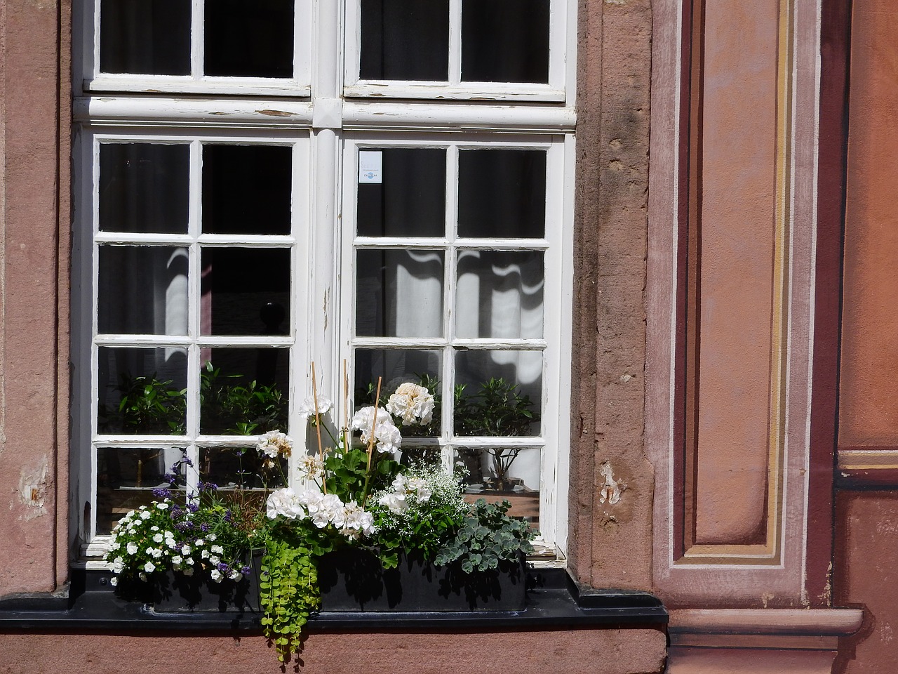 window flowers on the window box with flowers free photo