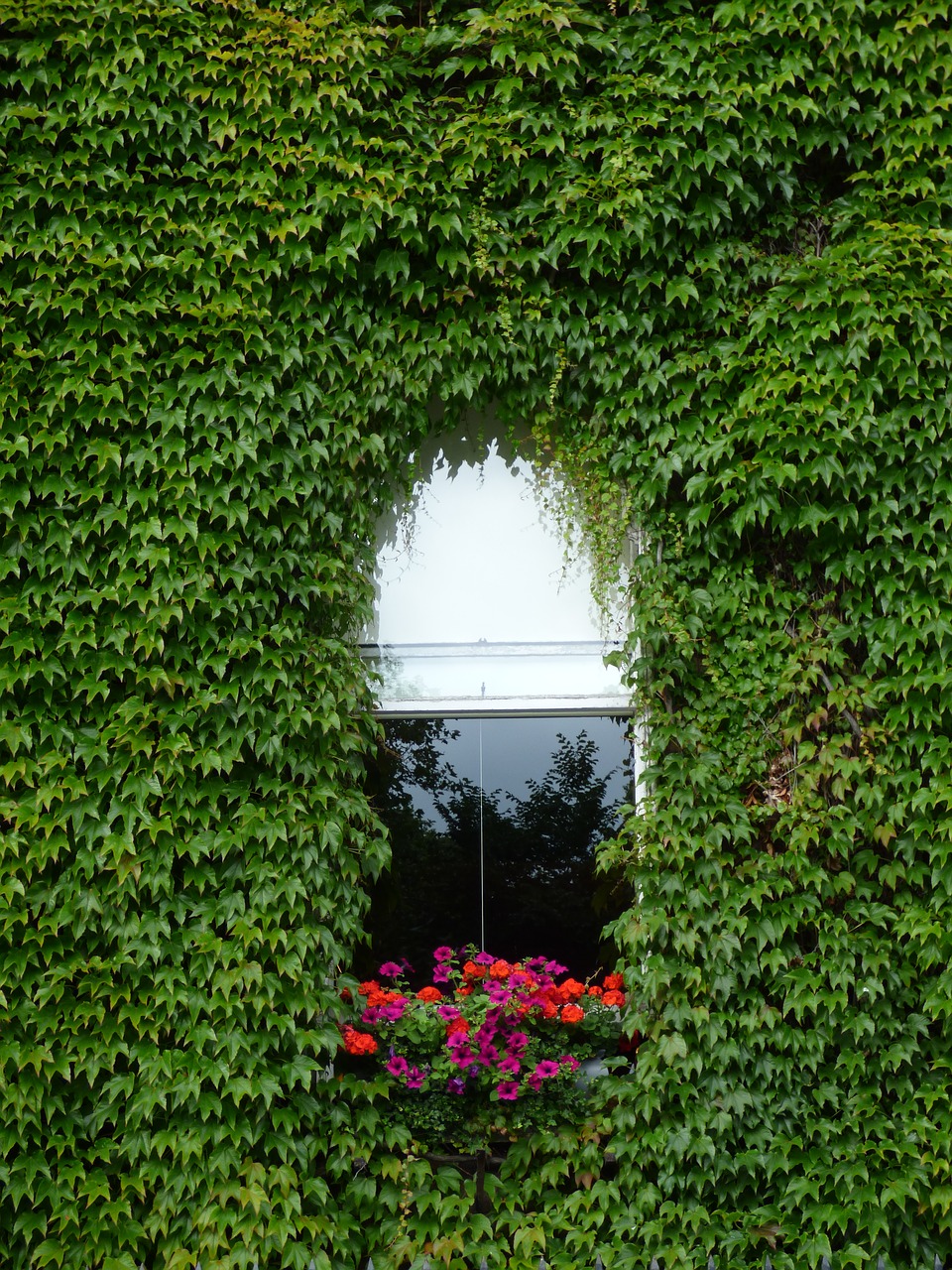 window creeper flowers free photo