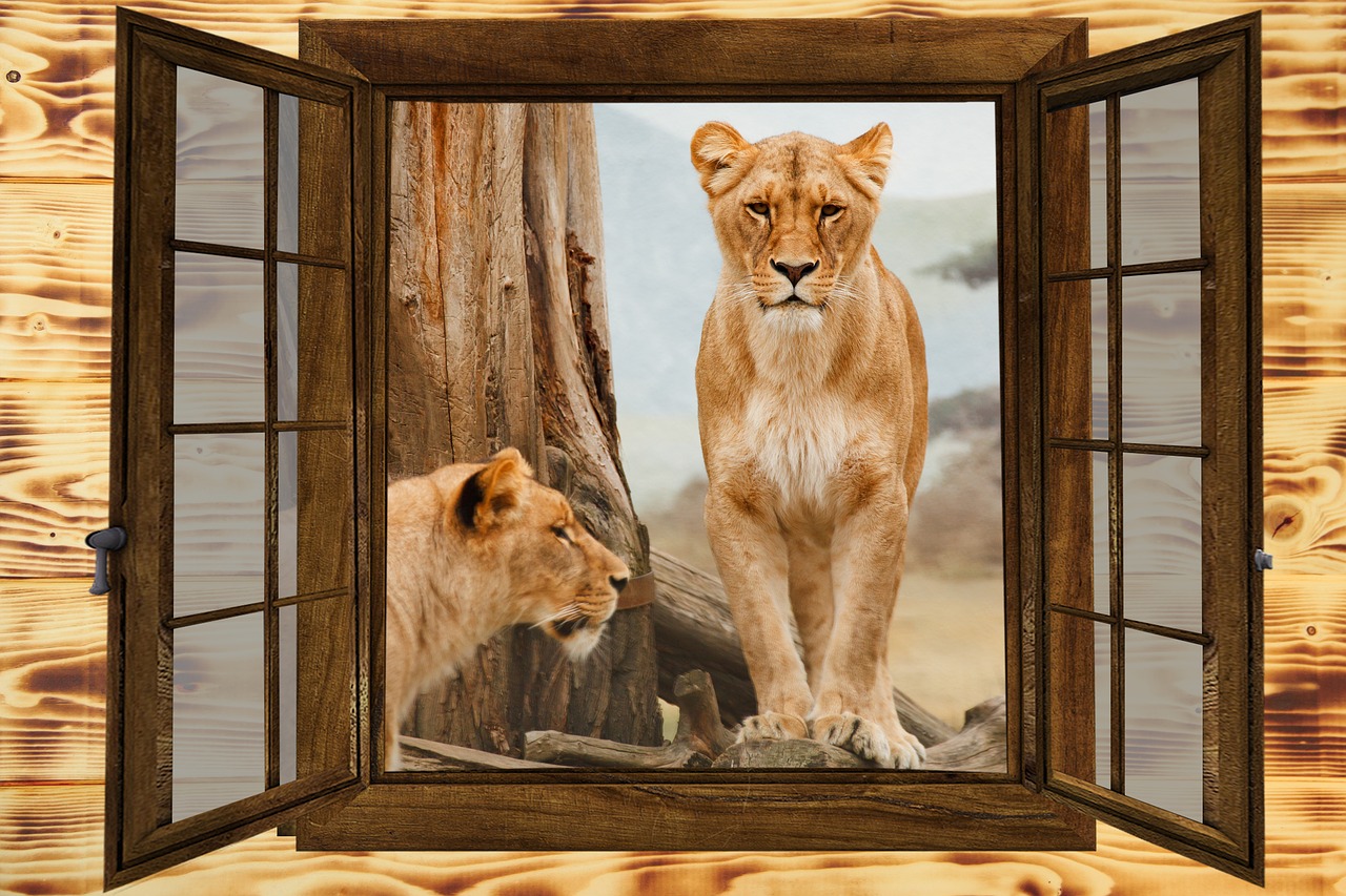 window the lion animals free photo